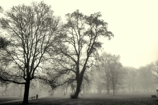 秋の風景霧に包まれて — ストック写真
