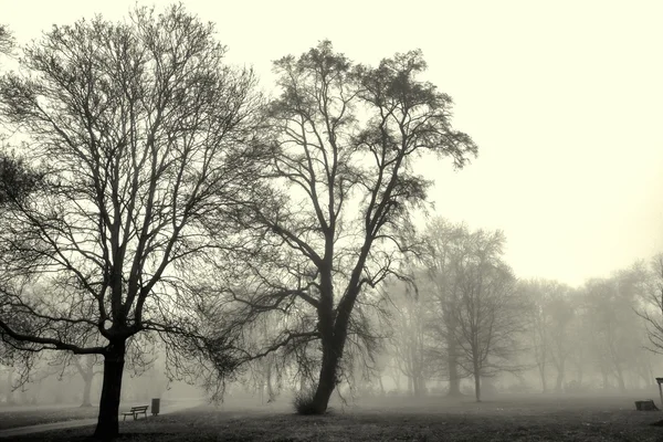 Paisaje otoñal envuelto en niebla —  Fotos de Stock