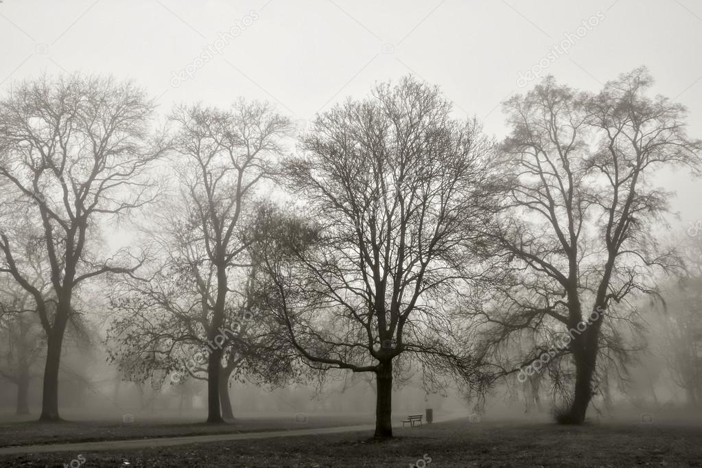 Autumn landscape engulfed in fog