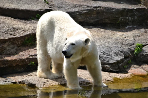 Polar bear Stock Image