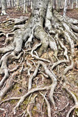 Tree Roots clipart