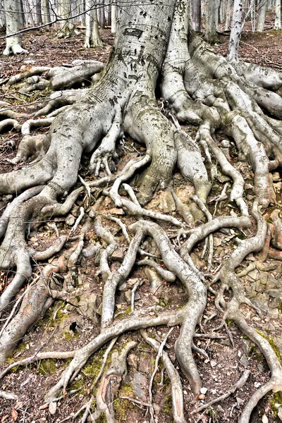 Корни дерева — стоковое фото