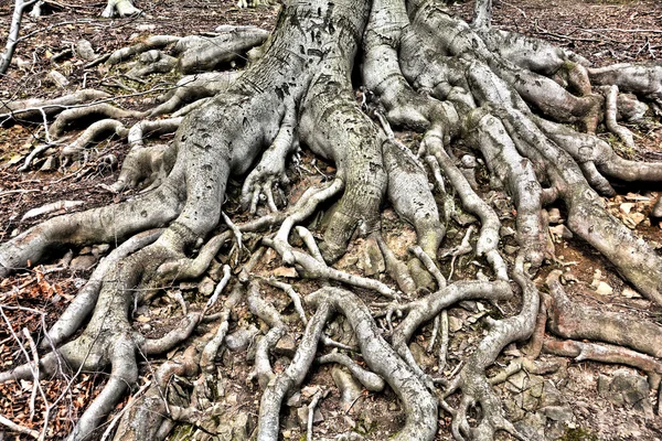 Raíces de árboles — Foto de Stock