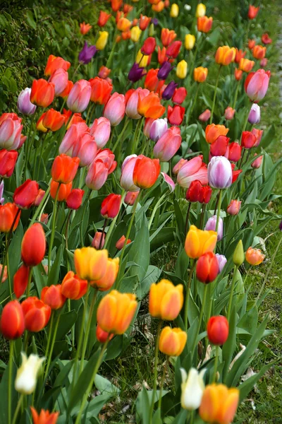 Tulips — Stock Photo, Image