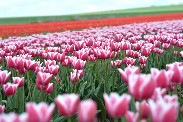 Springtime — Stock Photo, Image