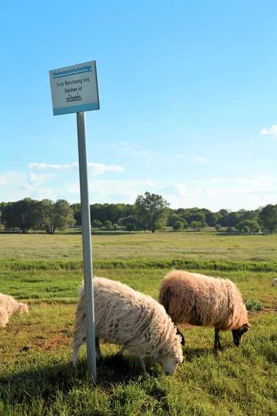 Moutons sur une digue — Photo