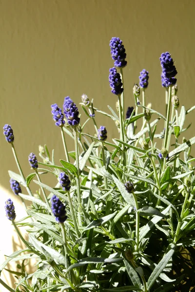 Lavanda florescente — Fotografia de Stock