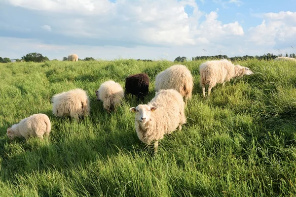 Moutons dans l'herbe verte — Photo