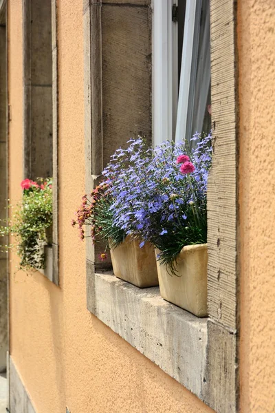 Plantas em caixas de flores na janela — Fotografia de Stock