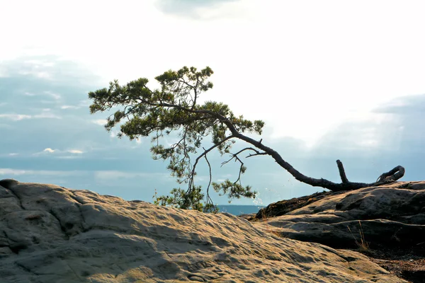 Der Nationalpark Harz — Stockfoto