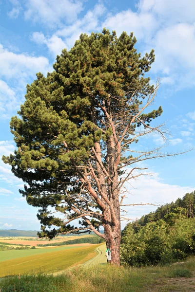 Single tree on a hiking path — Stock Photo, Image