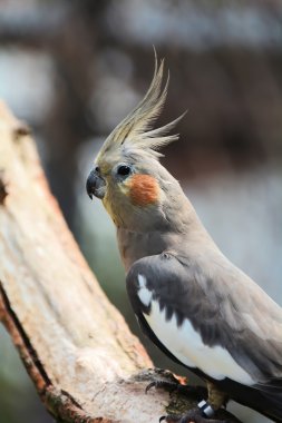 Genç cockatiel
