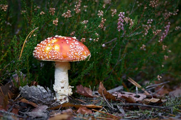 Поганка Amanita Muscaria Растет Лесной Подстилке Осенью — стоковое фото