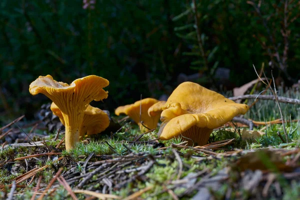 Pfifferlinge Cantharellus Cibarius Auf Dem Boden Einem Wald Herbst — Stockfoto
