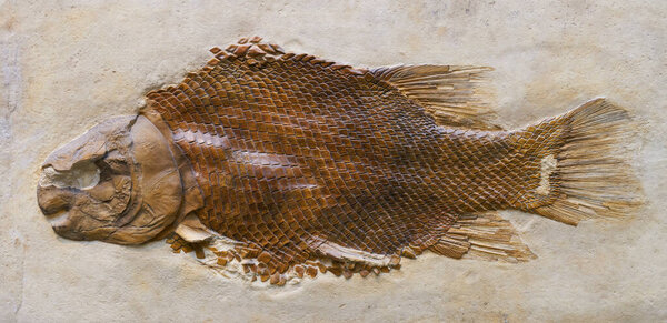 Fossilization of a fish Lepidotes maximus from the Jurassic period. Find from a quarry.                               