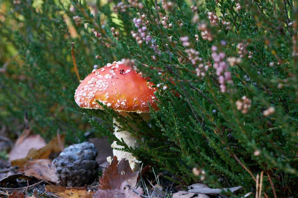 Toadstool Amanita Muscaria Crescer Chão Floresta Outono — Fotografia de Stock