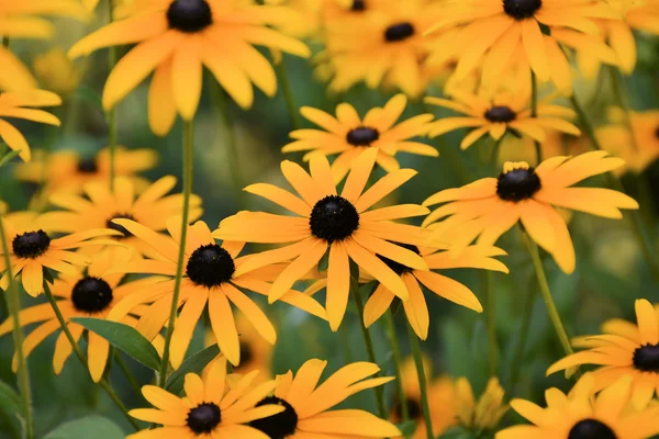 Flores de verano en un jardín — Foto de Stock