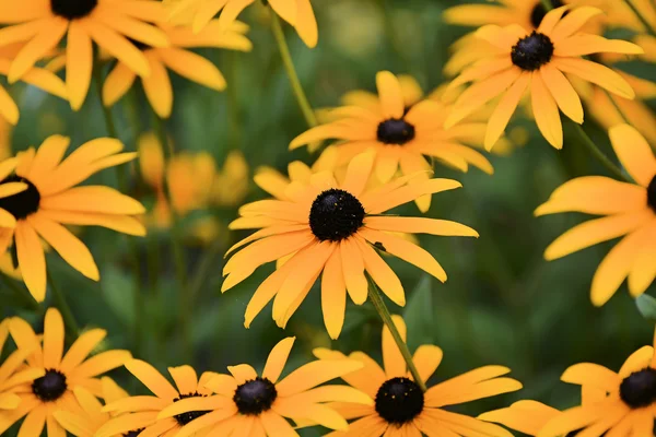 Beautiful Fairy Dreamy Magic Yellow Rudbeckia Hirta Black