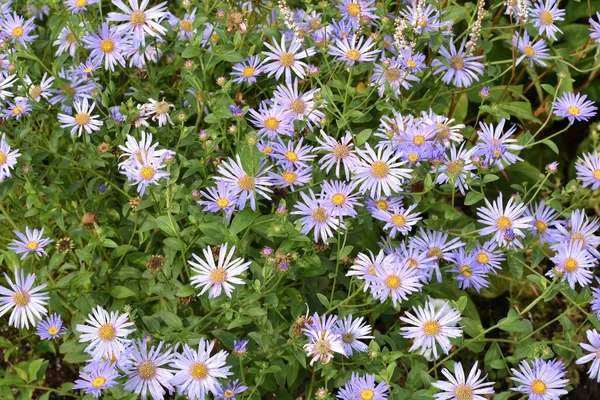 庭の夏の花 — ストック写真
