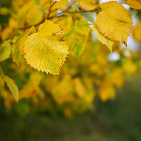 Blätter Einer Europäischen Weißulme Ulmus Laevis Mit Herbstfärbung Wald Mit — Stockfoto