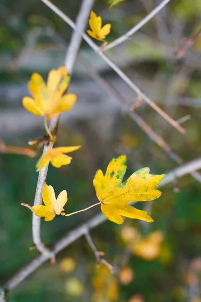 Bladeren Van Een Veldesdoorn Acer Campestre Met Herfstkleur — Stockfoto