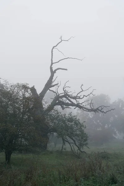 Natural Landscape Herrenkrugpark Magdeburg Old Dead Oak Tree Fog — Stock Photo, Image