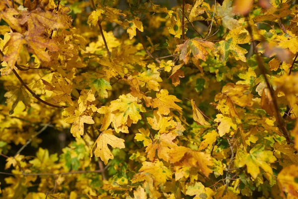 Bladeren Van Een Veldesdoorn Acer Campestre Met Herfstkleur — Stockfoto