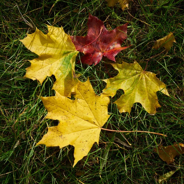 Blätter Des Ahorns Acer Platanoides Mit Herbstfärbung Auf Einer Wiese — Stockfoto