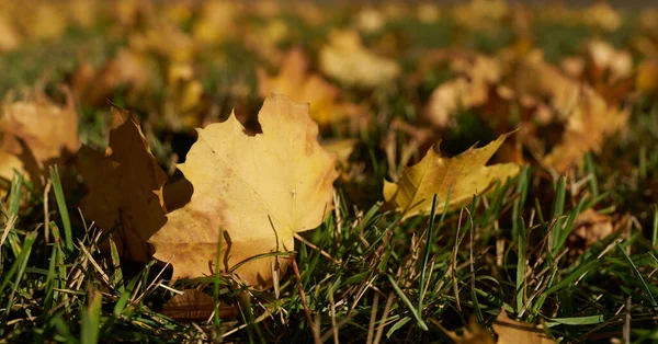 Herfst Bladeren Een Zonnige Dag Herfst Een Weide Het Park — Stockfoto