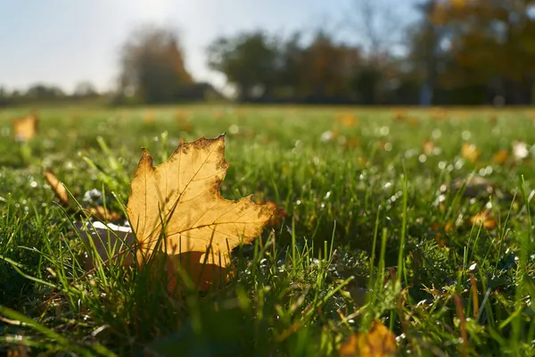 Herbstblätter Einem Sonnigen Herbsttag Auf Einer Wiese Park — Stockfoto