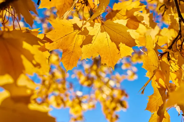 Liście Klonu Norweskiego Acer Platanoides Żółtym Jesiennym Zabarwieniem Świetle Tylnym — Zdjęcie stockowe