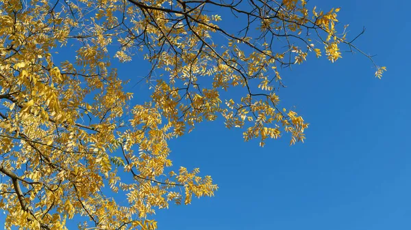Japońskie Drzewo Pagody Styphnolobium Japonicum Żółtymi Jesiennymi Liśćmi Błękitnym Niebem — Zdjęcie stockowe