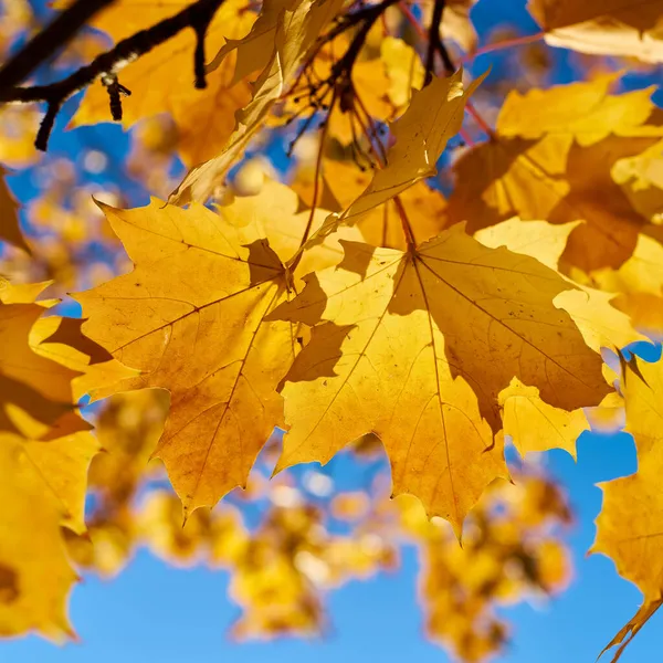 Blätter Eines Ahorns Acer Platanoides Mit Herbstlicher Gelber Färbung Gegenlicht — Stockfoto