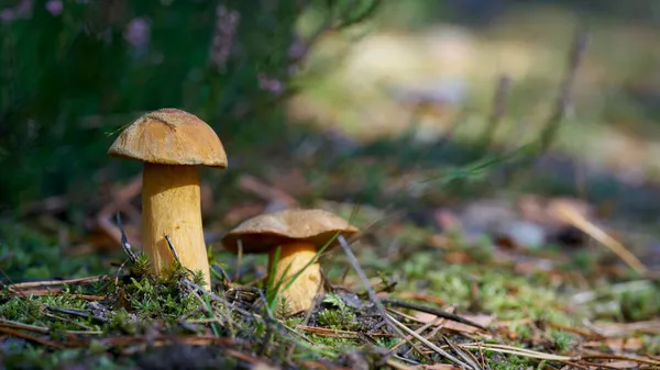 Bolete Veludo Suillus Variegatus Chão Floresta Outono — Fotografia de Stock