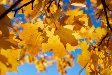 Norveç akçaağaç yaprakları (Acer platanoides) Sonbahar sarı renk arka planda                               