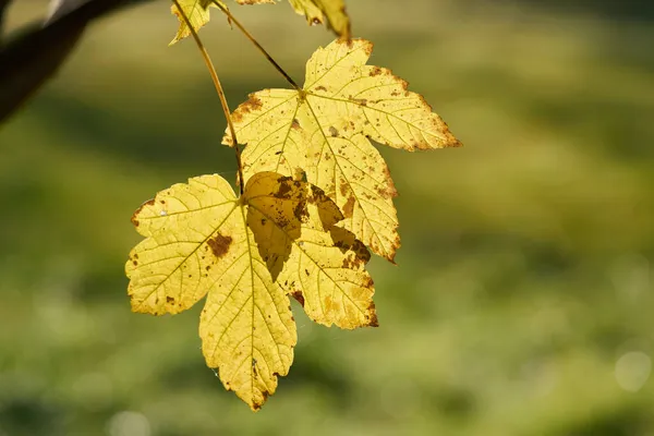 Bladeren Van Een Sycamore Esdoorn Acer Pseudoplatanus Met Gele Herfstkleur — Stockfoto