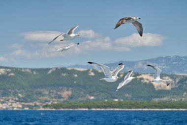 Hırvatistan 'ın Adriyatik Denizi' ndeki Rab adası yakınlarında bir teknenin ardından martılar uçuyor                               