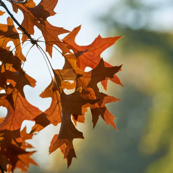 Leaves Scarlet Oak Quercus Coccinea Reddish Coloration Park Autumn — Stock Photo, Image