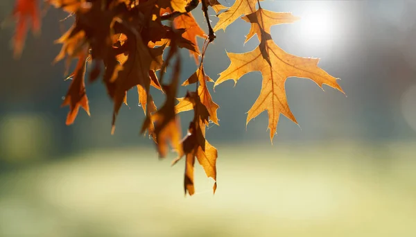 Bladeren Van Een Scharlaken Eik Quercus Coccinea Met Roodachtige Kleuring — Stockfoto