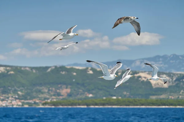 Mouettes Volent Après Bateau Près Île Rab Sur Mer Adriatique — Photo