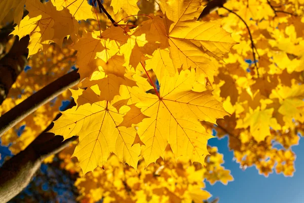 Liście Klonu Norweskiego Acer Platanoides Żółtym Jesiennym Zabarwieniem Świetle Tylnym — Zdjęcie stockowe