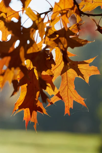 Bladeren Van Een Scharlaken Eik Quercus Coccinea Met Roodachtige Kleuring — Stockfoto