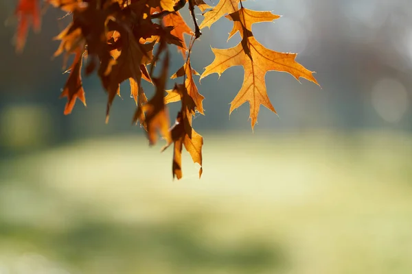 Liście Dębu Szkarłatnego Quercus Coccinea Czerwonawym Zabarwieniem Parku Niemczech Jesienią — Zdjęcie stockowe