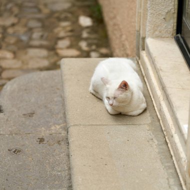 white cat on the steps of a house in the old town of Krk in Croatia                               