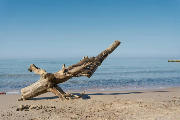 Tronco Árbol Playa Costa Báltica Polaca Cerca Kolobrzeg Verano —  Fotos de Stock