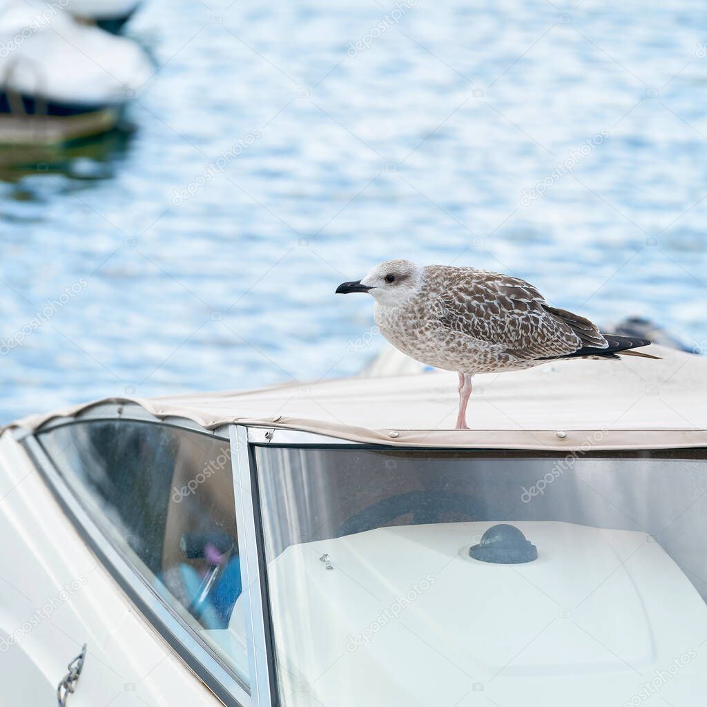 Seagull on a boat in the port of Krk on the Adriatic Sea in Croatia                               