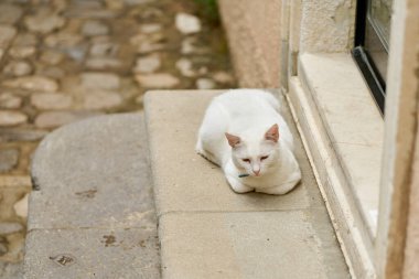 white cat on the steps of a house in the old town of Krk in Croatia                               