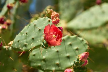 Hırvatistan 'ın Akdeniz ikliminde dikenli armut kaktüsünün kırmızı çiçeği Opuntia ficus-indica                               