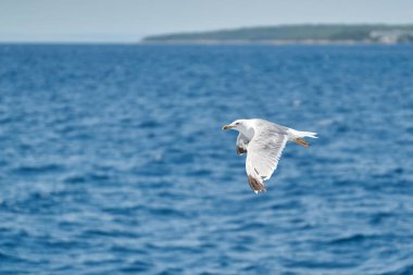 Hırvatistan 'daki Rab Adası yakınlarındaki Adriyatik Denizi üzerinde martılar                               