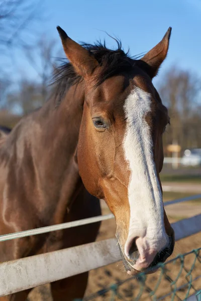 Vooraanzicht Van Een Bruin Paard Een Paardenboerderij Bij Stad Magdeburg — Stockfoto